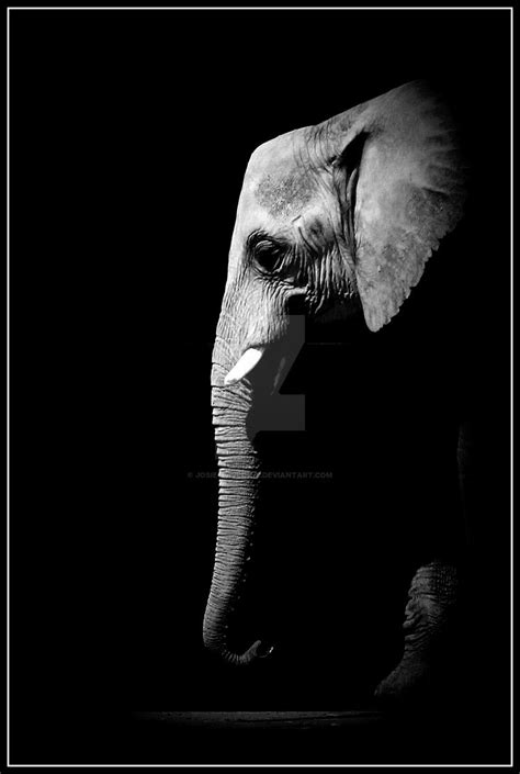Elephant Portrait Photograph At The Zoo By Josie Taylor C On Deviantart