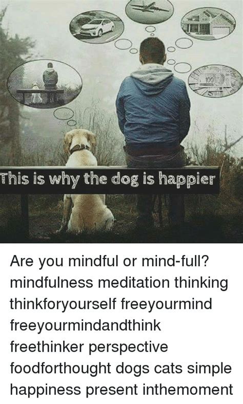 Mindfulness Memes
