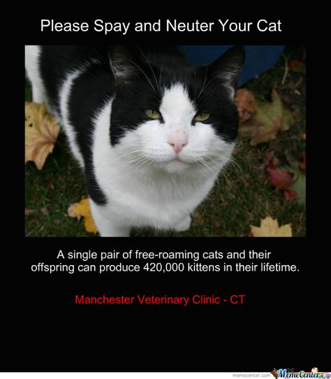 When male cats are sterilized, the process is called neutering. Please Spay And Neuter Your Cat by erikancollier - Meme Center