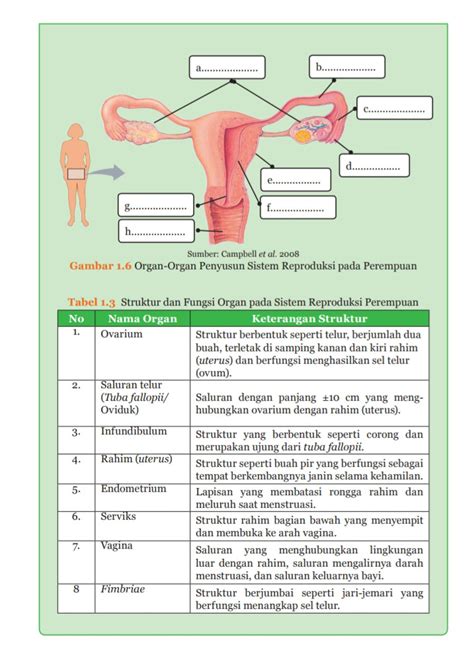 Gambar Sistem Reproduksi Perempuan Homecare24
