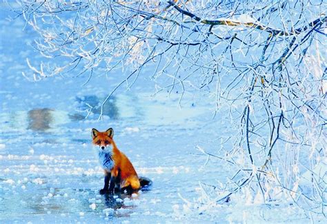 Award Winner Nature Photograph Of 2014 Finland Wildlife Photography