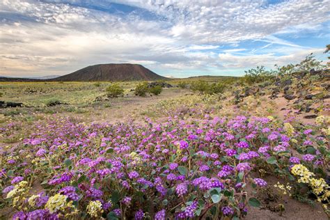 California Desert Flowers Especially Sweet And Triumphant Beautifulnow