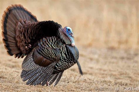 Strutting Wild Turkey Wallpapers Top Free Strutting Wild Turkey