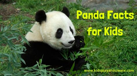 Giant Panda Facts For Kids 2022 Kids Play And Create