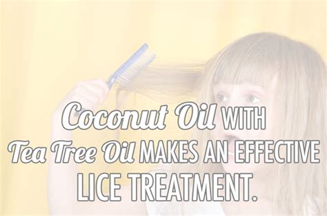 It may take a few washes. Coconut Oil Lice Treatment - Natural Home Remedy - Coconut ...