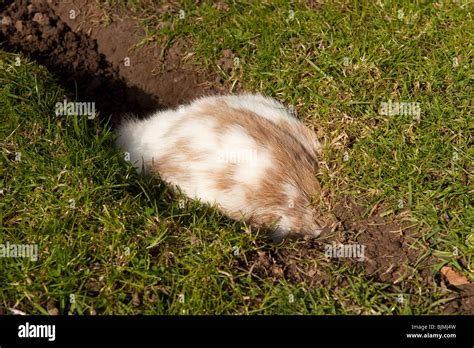 Lop eared rabbit digging hole / burrow Stock Photo - Alamy
