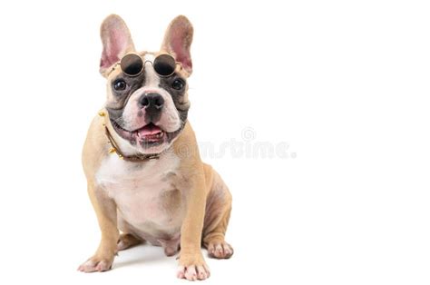 Cute French Bulldog Wear Glasses And Sitting Stock Image Image Of