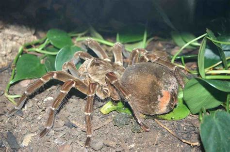 Mygale Goliath la plus grosse araignée du monde est mortelle et
