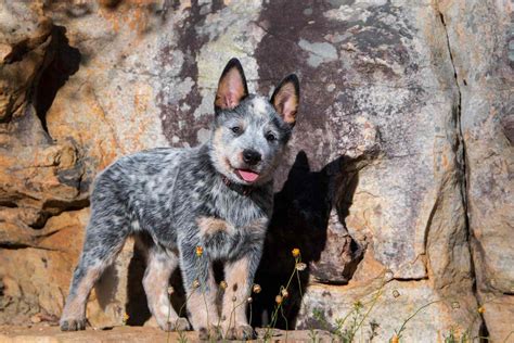 Australian Cattle Dog Breed Information And Characteristics Daily Paws