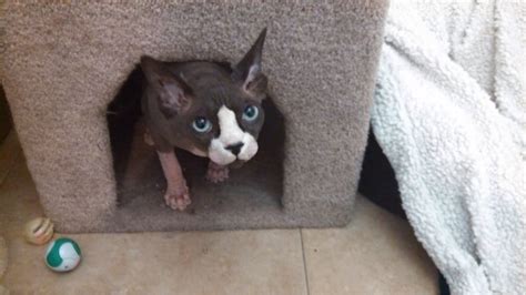 The average cat boarding cost is $25.00, but some boarding services are a lot more expensive than. Milo at boarding facility - Yelp