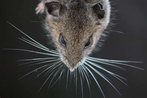 A Mouses View Of The World Seen Through Its Whiskers