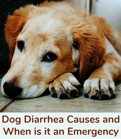 Dog Diarrhea Causes And When Is It An Emergency Miss Molly Says