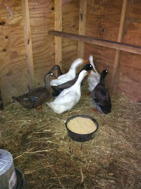 Turkeys And Ducks Living Together Happily Ever After Timber Creek Farm