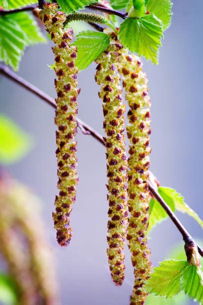Birch Tree Pollen Stock Photos Pictures And Royalty Free Images Istock