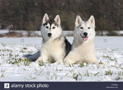 Dog Siberian Husky Two Adults Black And White Lying Down