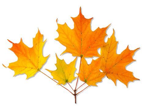Omekactl Uvm Tree Profiles Sugar Maple Fall Foliage