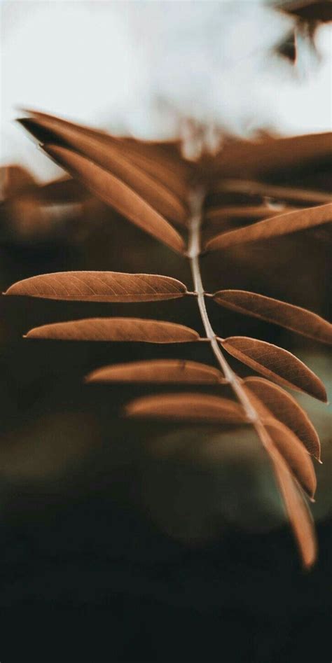 Simple shapes offers the easiest and fastest wallpaper that you can install. Brown Aesthetic Phone Background - 726x1451 Wallpaper ...