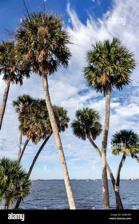 Sabal Cabbage Palm Hi Res Stock Photography And Images Alamy