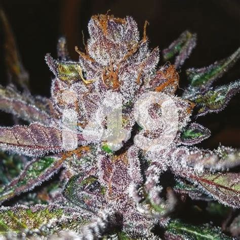 Tropicana Cookies Purple Cannabis Seeds I49 Usa