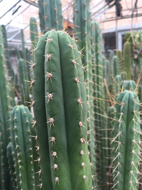 Trichocereus Pachanoi Torresandtorres Cactus Plants Plants Cactus