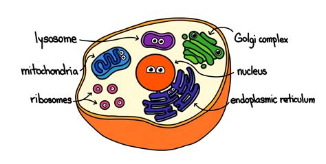 You already know that all living organisms are made up of cells, which are the tiniest units. What Are Organelles? - Expii