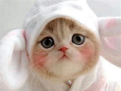 画像 猫のかわいい画像まとめ Naver まとめ