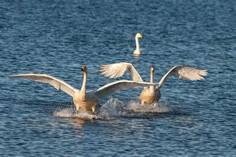 Swan Flies Over The Lake Stock Photo Image Of Nature 166402488