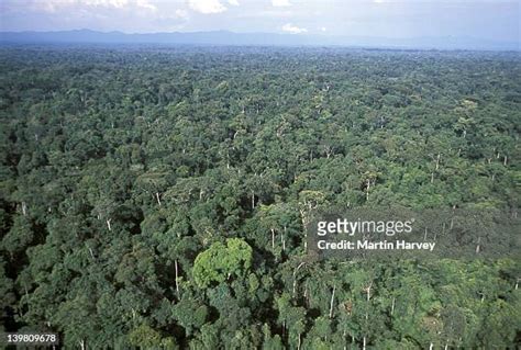 Congo Basin Forest Photos And Premium High Res Pictures Getty Images