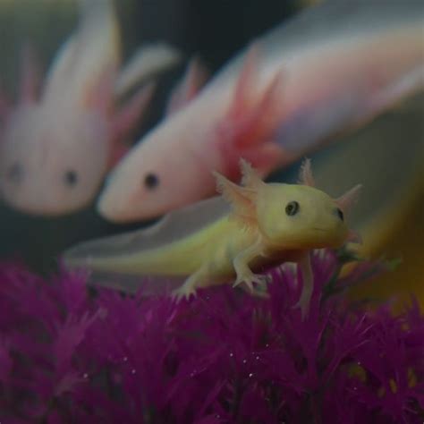 How To Breed Axolotls Step By Step Guide