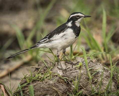 African Pied Wagtail Orthinologist Bird Photographer