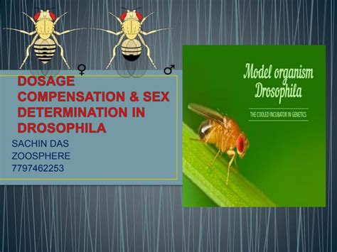 Sex Determination In Drosophila