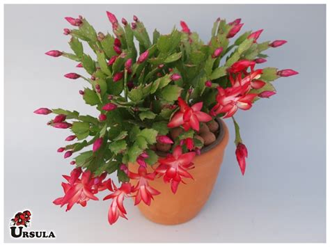 9,886 likes · 57 talking about this · 68,214 were here. Úrsula - Gartencenter - Produtos - Flor em Vaso - Flor de ...