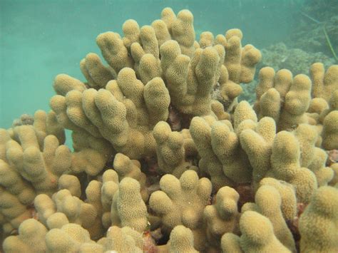 Coral Doctors Hawaii Healthy Coral Reefs In The Northwestern Hawaiian