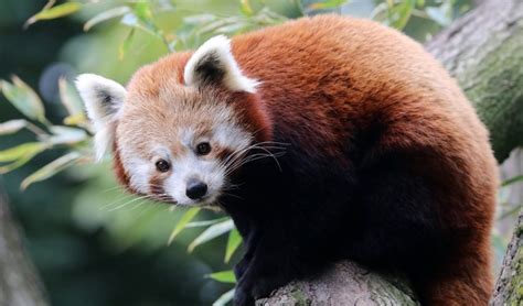 Some Of Earths Most Adorable Animals Are Facing Extinction