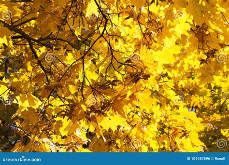Yellowed Maple Trees In Autumn Stock Photo Image Of Large Black