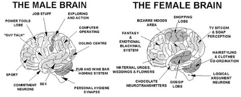 Info Junction Blog The Male And Female Brain Difference Emotional