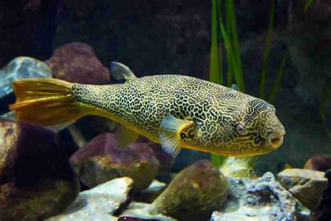 Carnivorous Freshwater Aquarium Fish Common Species And Diet