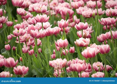 Many Lilac Tulips Stock Image Image Of Nature Florist 31736587