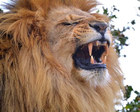 Image Result For Snarling Lions Pics Lion Story Male Lion Roar Lions