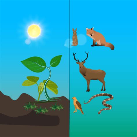 The role of heterotrophs in the ecosystem. Difference Between Autotroph And Heterotroph - slidesharetrick