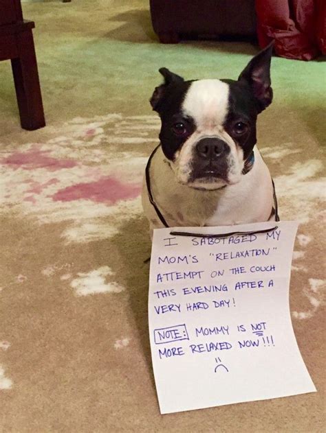 The 9 Ultimate Boston Terriers Of Dog Shaming Boston