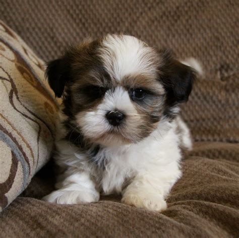 Teacup puppies are the smallest dogs on the planet, which also means they're among the cutest! Shih-Tzu Puppies : Pups for sale : Puppies for sale in ...