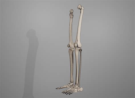 Human Leg Bones 3d Model Cgtrader