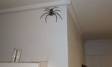 Brave Man Allows Massive Huntsman To Live In His Queensland House For A Year Daily Mail Online