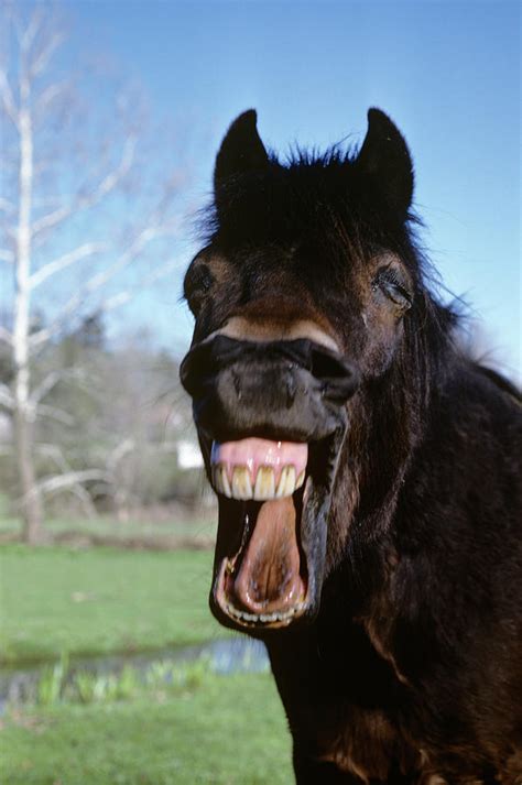 Laughing Horse Face