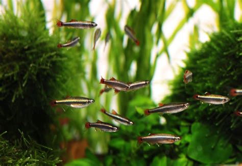 In wild condition, it is found in white cloud mountain of guangdong province in china. Caring for White Cloud Mountain Minnow Fish