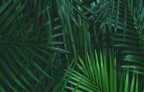 Wallpaper Green Palm Tree Foliage Images For Desktop Section природа