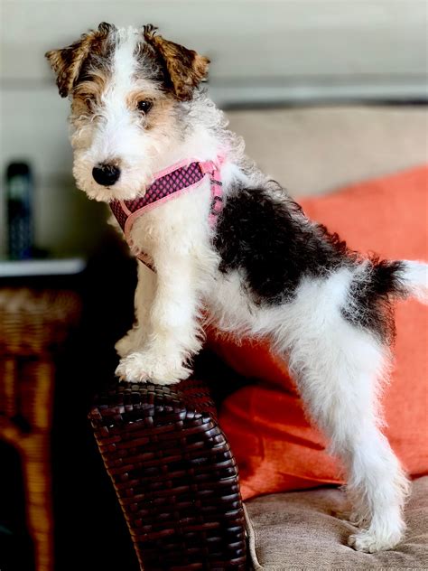 My First Photo Shoot Fox Terrier Puppy Beautiful Dogs Wirehaired
