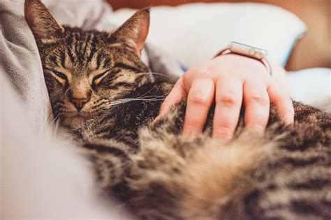 La giornalista gattofila claudia angeletti propose un referendum tra i lettori della rivista tuttogatto per stabilire il giorno da dedicare a questi. Giuntinipet Il 17 febbraio è la Festa Nazionale del Gatto ...