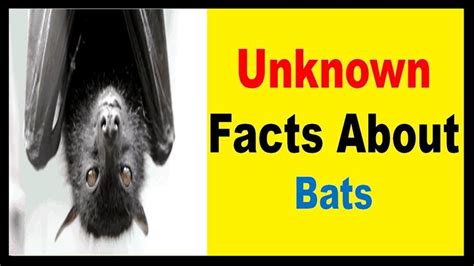 Unknown Facts About Bats Share Youtubefmzm5uqrmfw Bat
